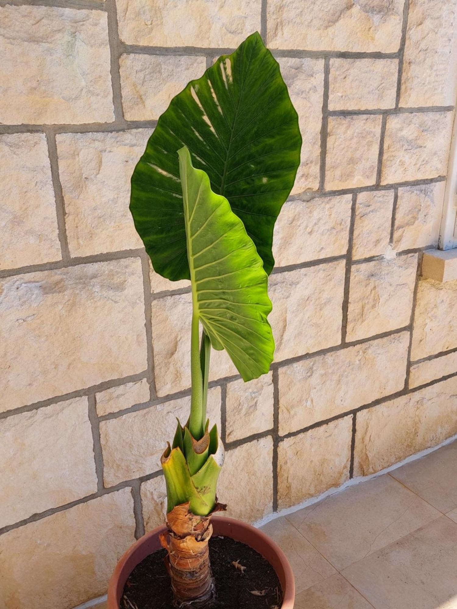Vila Luka هفار المظهر الخارجي الصورة